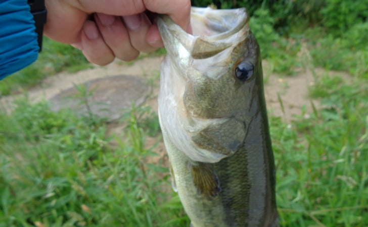 千葉県 横利根川 埼玉県野池に久しぶりに釣りに行ってきました イグジスターおじさんずのバス釣りロマンブログ